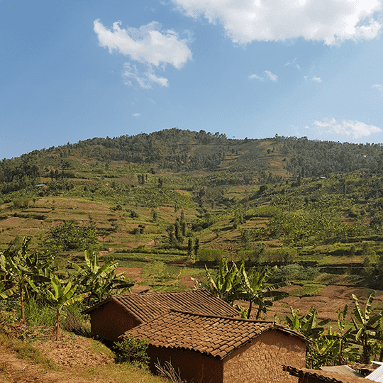 Rwanda café torréfié maison- Le p'tit grain d'Alençon - Alençon Torrefaction
